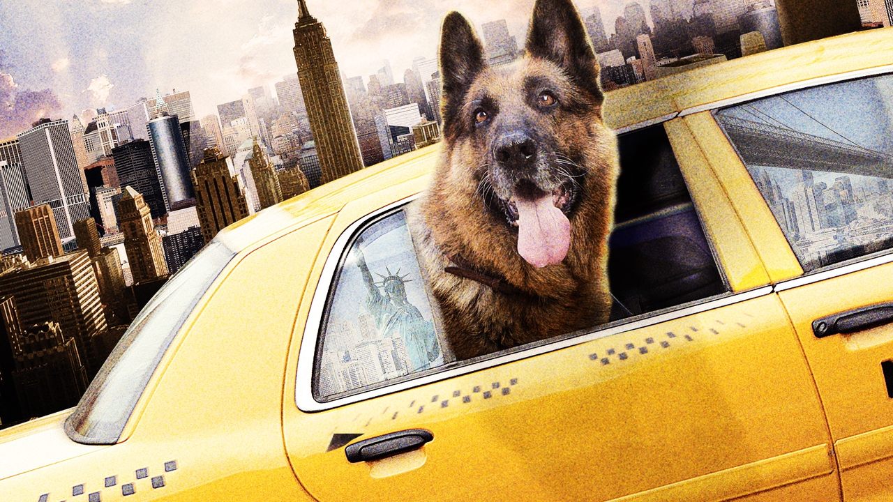 Cool Dog