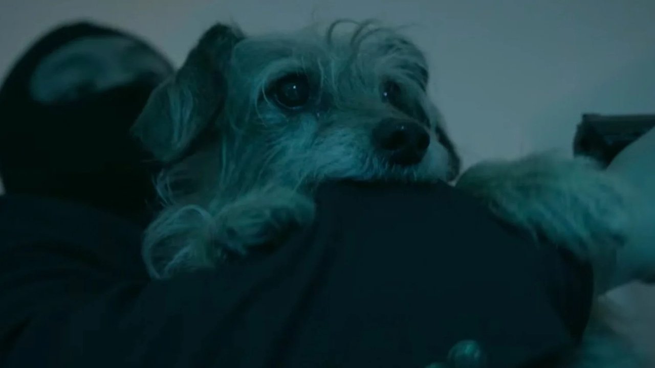 Dog Wick