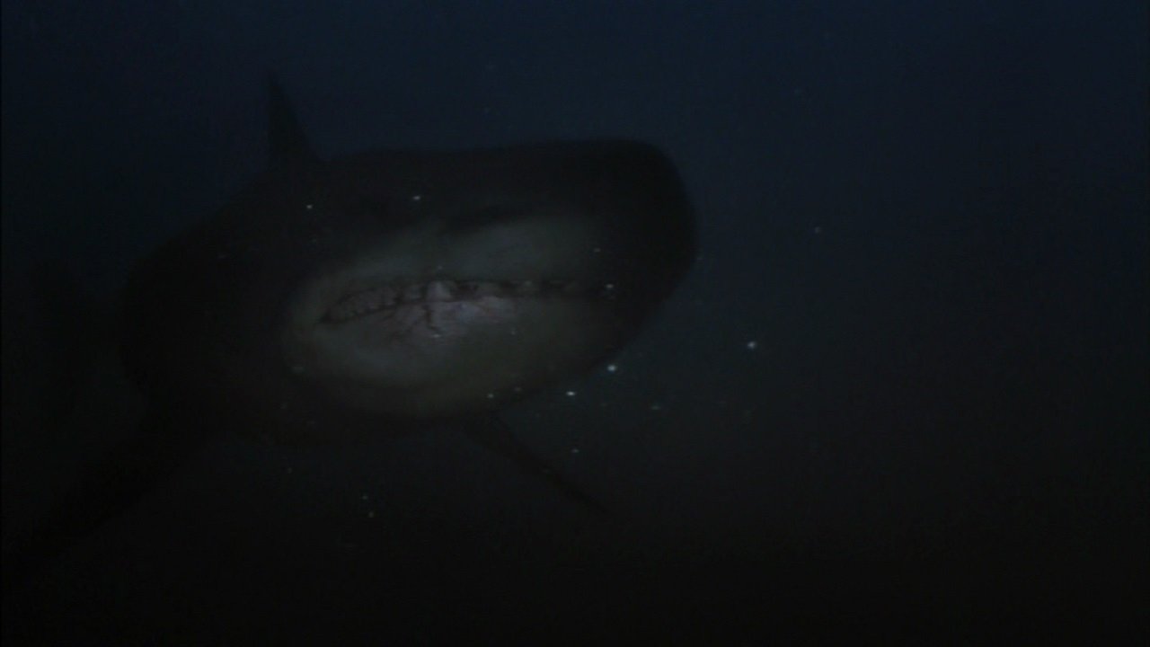 Shark Hunter
